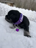 AKC Female, a female Miniature Schnauzer for sale in Clements, MD – Photo 3 of 6