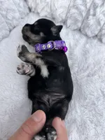 AKC Female, a female Miniature Schnauzer for sale in Clements, MD – Photo 5 of 6