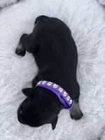 AKC Female, a female Miniature Schnauzer for sale in Clements, MD – Photo 2 of 6