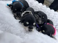 AKC Female, a female Miniature Schnauzer for sale in Clements, MD – Photo 6 of 6