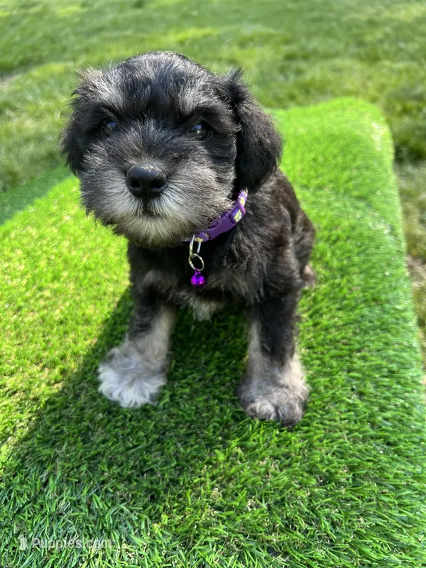 AKC Female – Miniature Schnauzer puppy for sale in Clements, MD