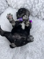 AKC Female, a female Miniature Schnauzer for sale in Clements, MD – Photo 4 of 6