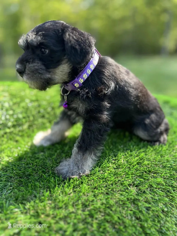 AKC Female – Miniature Schnauzer puppy for sale in Clements, MD