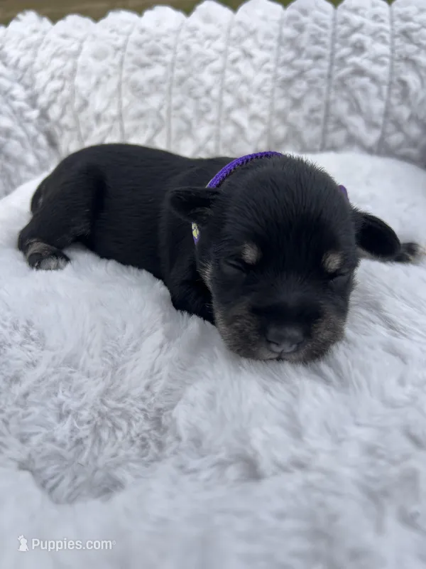 AKC Female – Miniature Schnauzer puppy for sale in Clements, MD