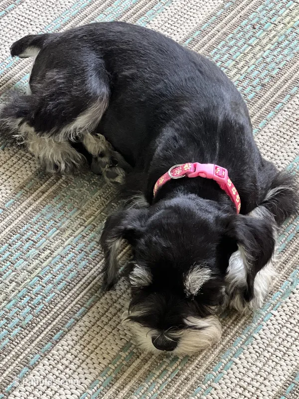 AKC Female – Miniature Schnauzer puppy for sale in Clements, MD