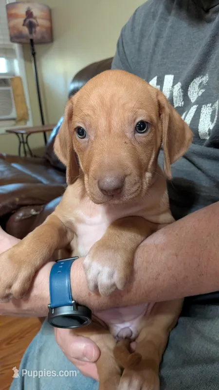 Jenny  – Rhodesian Ridgeback puppy for sale in Holly Springs, MS