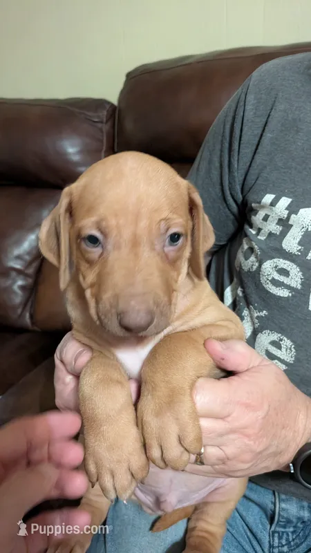 George  – Rhodesian Ridgeback puppy for sale in Holly Springs, MS