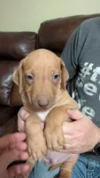 George , a male Rhodesian Ridgeback for sale in Holly Springs, MS – 1 of 4