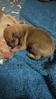 Fern boy, a male Rhodesian Ridgeback for sale in Holly Springs, MS – 2 of 2