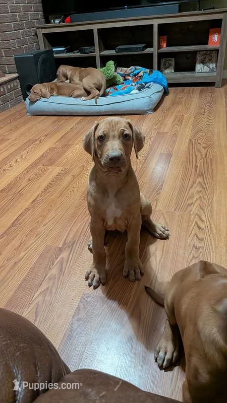 George  – Rhodesian Ridgeback puppy for sale in Holly Springs, MS