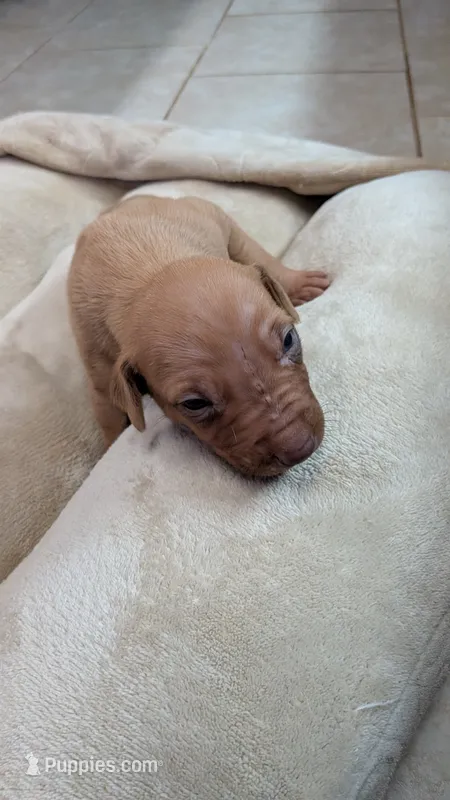 Fern one – Rhodesian Ridgeback puppy for sale in Holly Springs, MS
