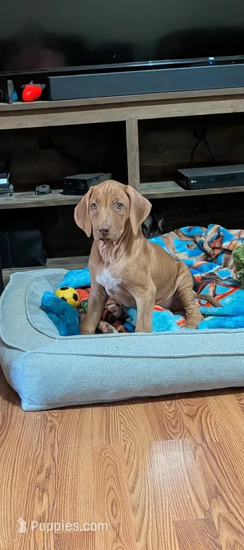 Hermione  – Rhodesian Ridgeback puppy for sale in Holly Springs, MS