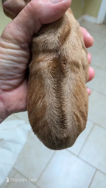 Fern girl – Rhodesian Ridgeback puppy for sale in Holly Springs, MS