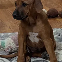 Jam, a female Rhodesian Ridgeback for sale in Holly Springs, MS – Photo 2 of 8