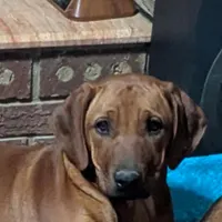 Jam, a female Rhodesian Ridgeback for sale in Holly Springs, MS – Photo 8 of 8