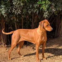 Jam, a female Rhodesian Ridgeback for sale in Holly Springs, MS – Photo 7 of 8