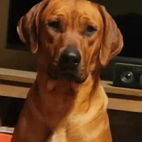 Jam, a female Rhodesian Ridgeback for sale in Holly Springs, MS – Photo 5 of 8