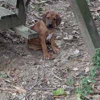 Jam, a female Rhodesian Ridgeback for sale in Holly Springs, MS – Photo 3 of 8
