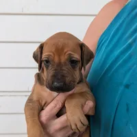 Jam, a female Rhodesian Ridgeback for sale in Holly Springs, MS – Photo 4 of 8