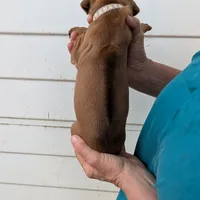 Jam, a female Rhodesian Ridgeback for sale in Holly Springs, MS – Photo 6 of 8