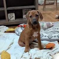 Jam, a female Rhodesian Ridgeback for sale in Holly Springs, MS – Photo 1 of 8