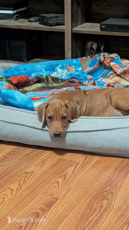 Tonks – Rhodesian Ridgeback puppy for sale in Holly Springs, MS