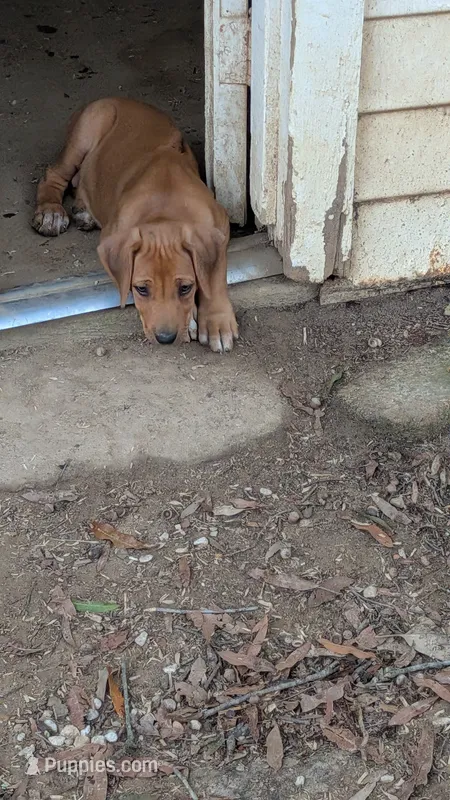 Weasley  – Rhodesian Ridgeback puppy for sale in Holly Springs, MS
