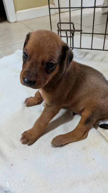 Fern boy – Rhodesian Ridgeback puppy for sale in Holly Springs, MS