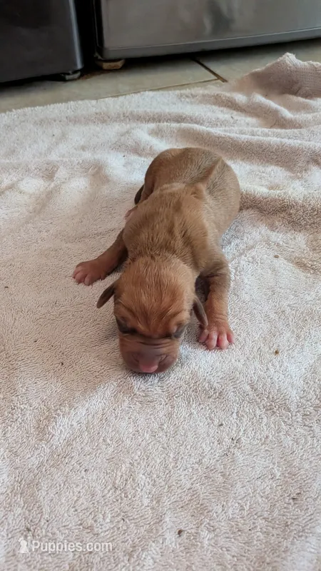 Fern one – Rhodesian Ridgeback puppy for sale in Holly Springs, MS