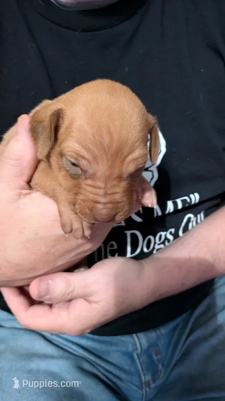 Fern 3 – Rhodesian Ridgeback puppy for sale in Holly Springs, MS