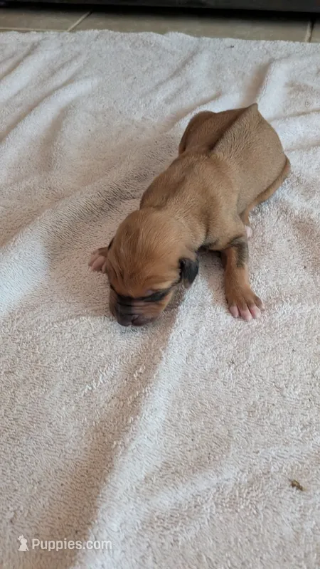 Fern 4 – Rhodesian Ridgeback puppy for sale in Holly Springs, MS