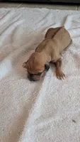 Fern 4, a female Rhodesian Ridgeback for sale in Holly Springs, MS – 1 of 1