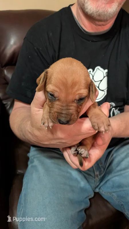 Fern 5 – Rhodesian Ridgeback puppy for sale in Holly Springs, MS