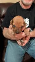 Fern 5, a female Rhodesian Ridgeback for sale in Holly Springs, MS – 1 of 1