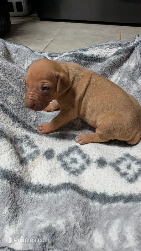 Fern one – Rhodesian Ridgeback puppy for sale in Holly Springs, MS