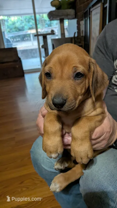 Weasley  – Rhodesian Ridgeback puppy for sale in Holly Springs, MS