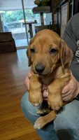 Weasley , a female Rhodesian Ridgeback for sale in Holly Springs, MS – 1 of 3
