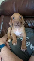 Hermione , a female Rhodesian Ridgeback for sale in Holly Springs, MS – 1 of 2