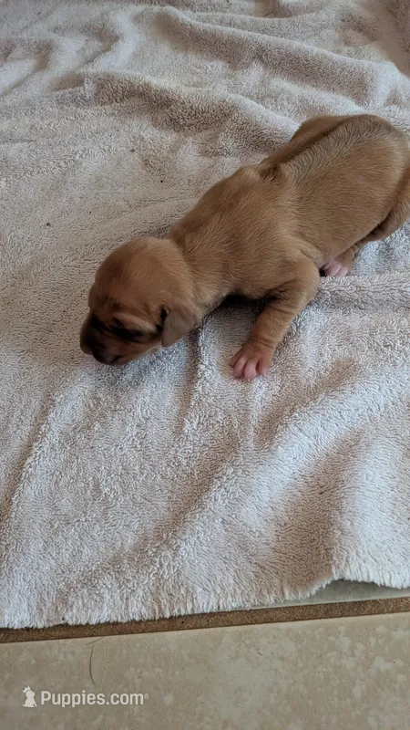 Fern 3 – Rhodesian Ridgeback puppy for sale in Holly Springs, MS