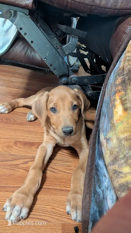 Weasley  – Rhodesian Ridgeback puppy for sale in Holly Springs, MS