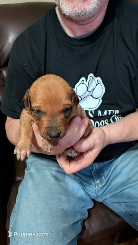 Fern six – Rhodesian Ridgeback puppy for sale in Holly Springs, MS