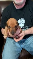 Fern six, a female Rhodesian Ridgeback for sale in Holly Springs, MS – 1 of 1