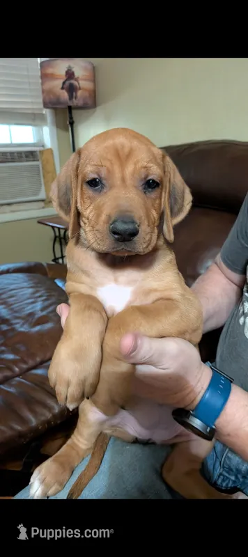 Tonks – Rhodesian Ridgeback puppy for sale in Holly Springs, MS