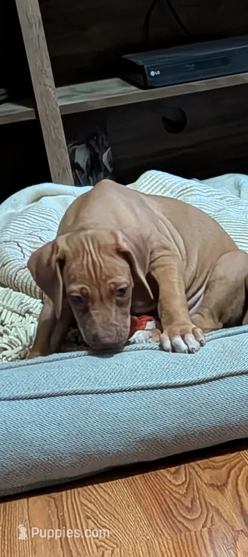 Hermione  – Rhodesian Ridgeback puppy for sale in Holly Springs, MS