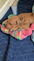 Weasley , a female Rhodesian Ridgeback for sale in Holly Springs, MS – 2 of 3