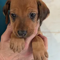 Misfit, a female Rhodesian Ridgeback for sale in Holly Springs, MS – Photo 7 of 7