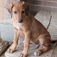 Misfit, a female Rhodesian Ridgeback for sale in Holly Springs, MS – Photo 3 of 7