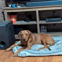 Misfit, a female Rhodesian Ridgeback for sale in Holly Springs, MS – Photo 2 of 7