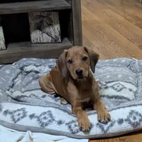 Misfit, a female Rhodesian Ridgeback for sale in Holly Springs, MS – Photo 4 of 7