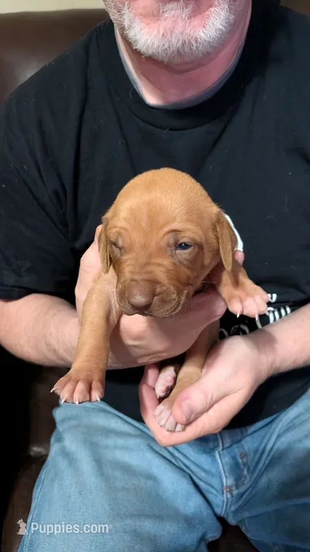 Fern girl – Rhodesian Ridgeback puppy for sale in Holly Springs, MS